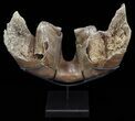 Wide Woolly Mammoth Lower Jaw With M Molars #57823-7